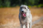 Photo Irish Wolfhound
