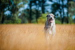Photo Irish Wolfhound