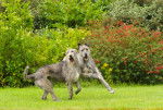 Photo Irish Wolfhound