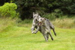 Photo Irish Wolfhound