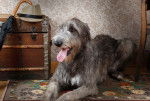Photo Irish Wolfhound