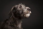 Photo Irish Wolfhound