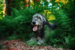 Photo Irish Wolfhound