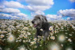 Photo Irish Wolfhound