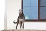 Photo Irish Wolfhound
