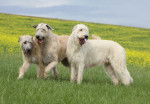 Photo Irish Wolfhound