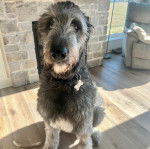 Un Irish Wolfhound assis sur un plancher et portant un collier autour du cou