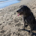 Un Irish Wolfhound portant un harnais et ayant la langue pendante