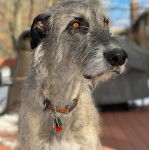 Un Irish Wolfhound assis sur un plancher et portant un collier autour du cou