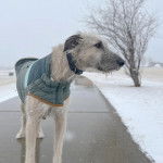 Un Irish Wolfhound sur une surface bétonnée et portant un collier autour du cou