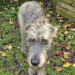 Un Irish Wolfhound sur un sol jonchés de feuilles mortes et regardant vers la caméra 