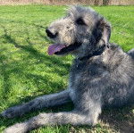 Un Irish Wolfhound allongé sur une surface gazonnée et portant un collier autour du cou