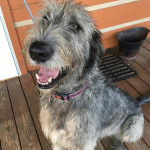 Un Irish Wolfhound assis sur un plancher et portant un collier autour du cou