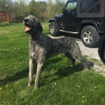 Un Irish Wolfhound sur une surface gazonnée et portant un collier autour du cou