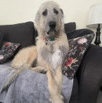 Un Irish Wolfhound allongé sur un canapé et portant un collier autour du cou