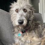 Un Irish Wolfhound sur un canapé et portant un collier autour du cou