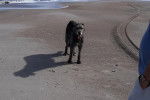Un Irish Wolfhound sur une surface sableuse 