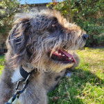 Un Irish Wolfhound allongé sur un terrain herbeux et qui est tenu en laisse 