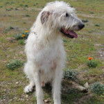 Un Irish Wolfhound assis sur un terrain herbeux et semblant détendu