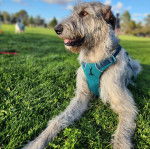 Un Irish Wolfhound allongé sur une surface herbacée et portant un harnais 