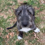 Un Irish Wolfhound assis sur une surface herbacée 