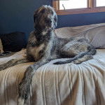 Un Irish Wolfhound allongé sur un lit et semblant détendu 