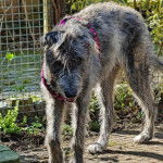 Un Irish Wolfhound marchant sur un sol pavé et portant un harnais 