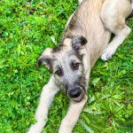 Un Irish Wolfhound allongé sur une surface herbacée et regardant vers la caméra 