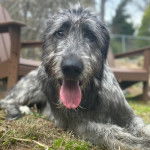 Un Irish Wolfhound allongé sur un terrain herbeux et ayant la langue pendante 
