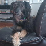 Un Irish Wolfhound allongé sur un canapé et portant un collier autour du cou