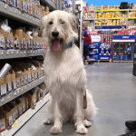 Un Irish Wolfhound ayant la langue pendante et qui est tenu en laisse 