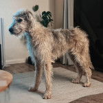 Un Irish Wolfhound sur un tapis et semblant détendu 
