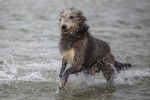 Un Irish Wolfhound courant dans l'eau 