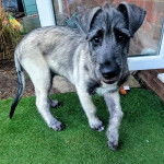 Un chiot Irish Wolfhound sur du gazon synthétique 