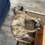 Un Irish Wolfhound allongé sur un plancher et portant un collier autour du cou