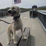 Un Irish Wolfhound sur un banc en bois et qui est tenu en laisse 