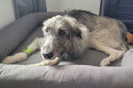 Un Irish Wolfhound allongé dans un panier 