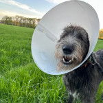 Un Irish Wolfhound portant un carcan et qui est tenu en laisse 