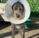 Un Irish Wolfhound sur un sol pavé et portant un carcan