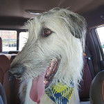 Un Irish Wolfhound dans une voiture et ayant la langue pendante 