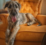 Un Irish Wolfhound allongé sur un fauteuil et ayant la langue pendante 