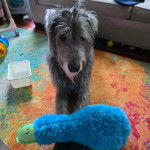 Un Irish Wolfhound allongé sur une moquette 