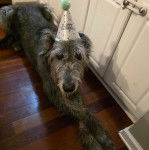 Un Irish Wolfhound allongé sur un plancher et portant un chapeau sur la tête 