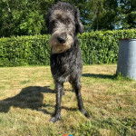 Un Irish Wolfhound sur une surface herbacée et regardant vers la caméra 