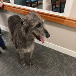 Un Irish Wolfhound sur un tapis et ayant la langue pendante 