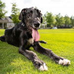 Un Irish Wolfhound allongé sur une surface gazonnée et portant un collier autour du cou