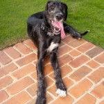 Un Irish Wolfhound ayant la langue pendante et portant un collier autour du cou