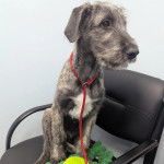 Un Irish Wolfhound assis sur une chaise et qui est tenu en laisse 