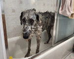 Un Irish Wolfhound dans une baignoire et prenant son bain 
