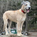 Un Irish Wolfhound tirant la langue et portant un collier autour du cou